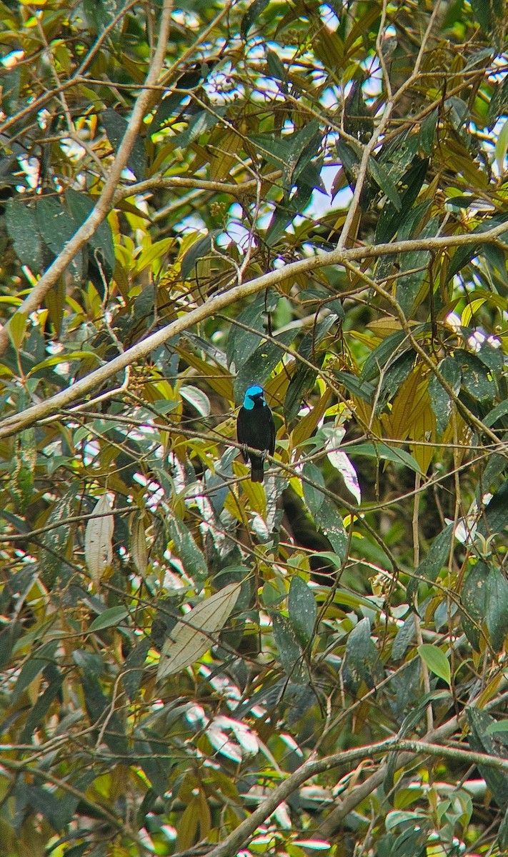 Scarlet-thighed Dacnis - ML644105384