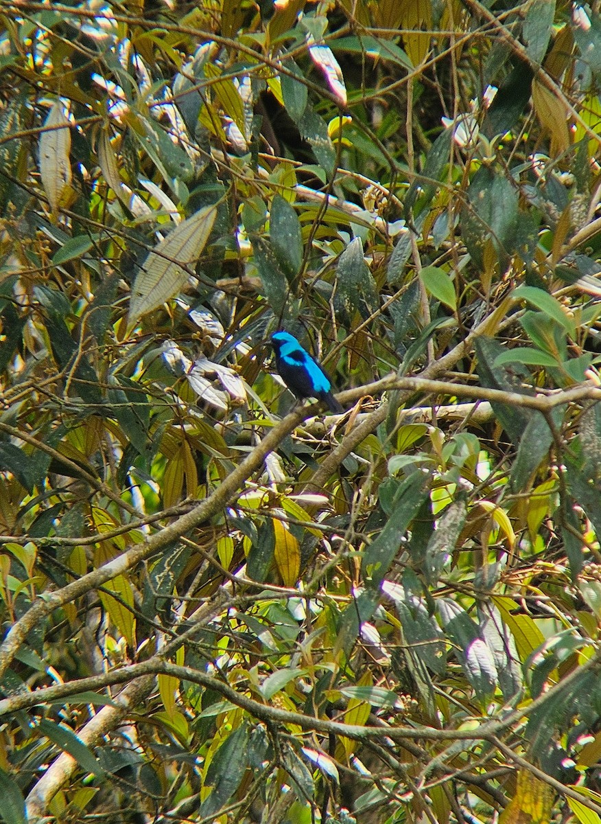 Scarlet-thighed Dacnis - ML644105388