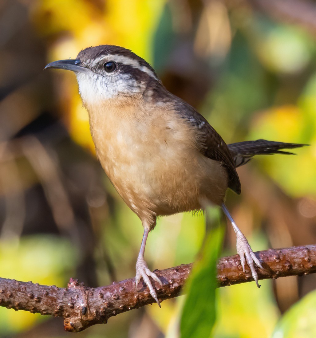 Carolina Wren - ML644105391