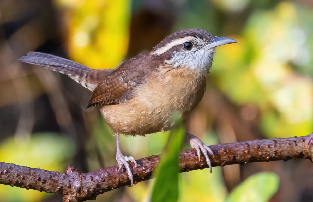 Carolina Wren - ML644105392