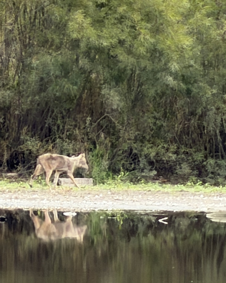 Coyote - ML644105394