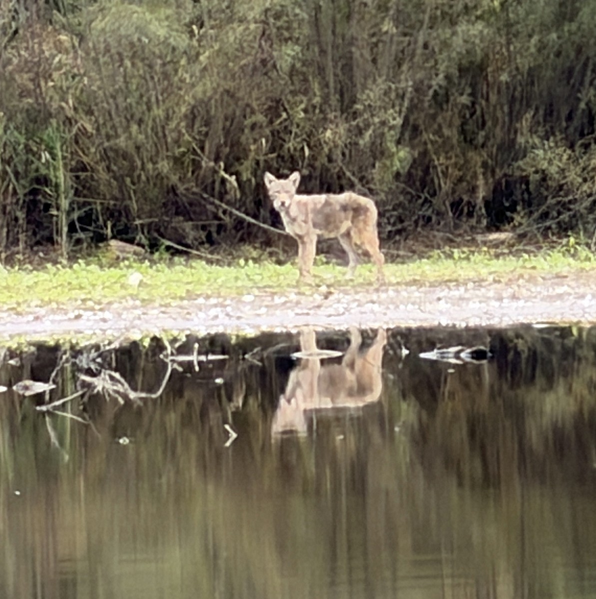 Coyote - ML644105395