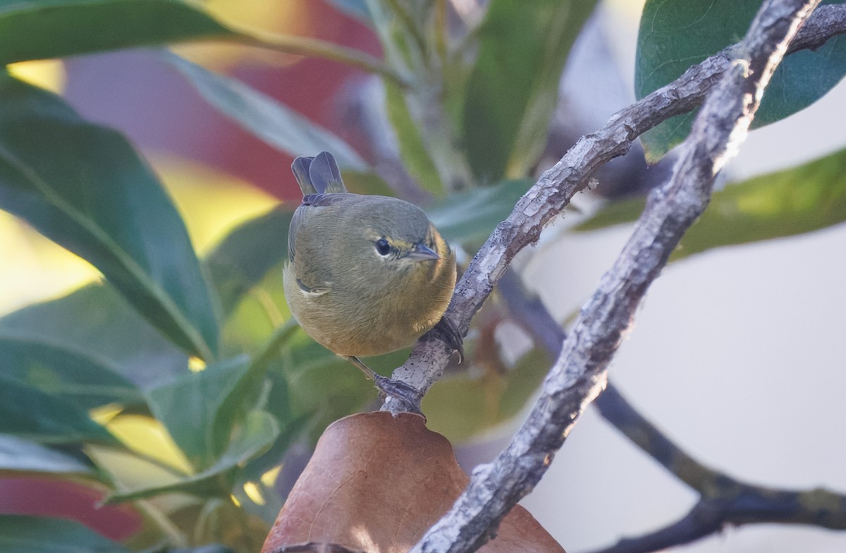 lesňáček hvězdičkový - ML644105398