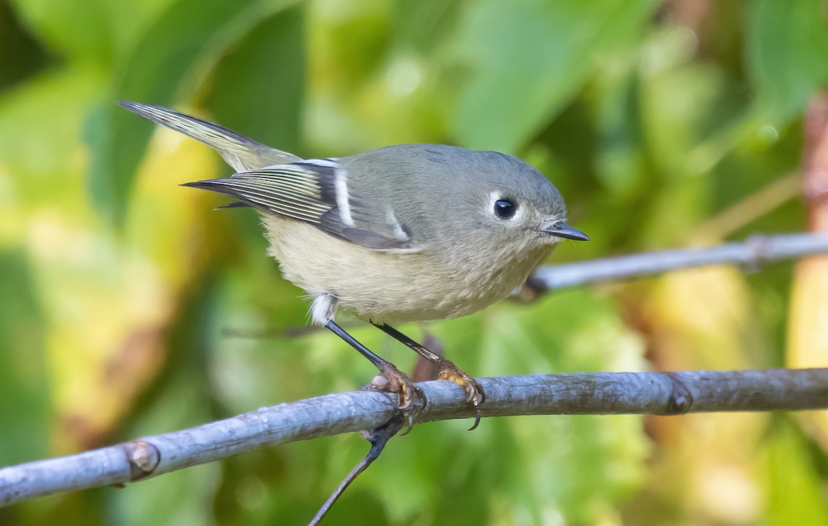 Ruby-crowned Kinglet - ML644105403