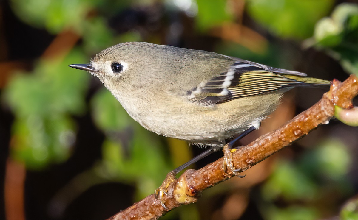 Ruby-crowned Kinglet - ML644105404