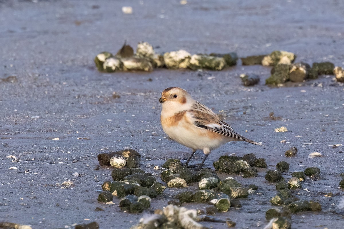 Snow Bunting - ML644105406