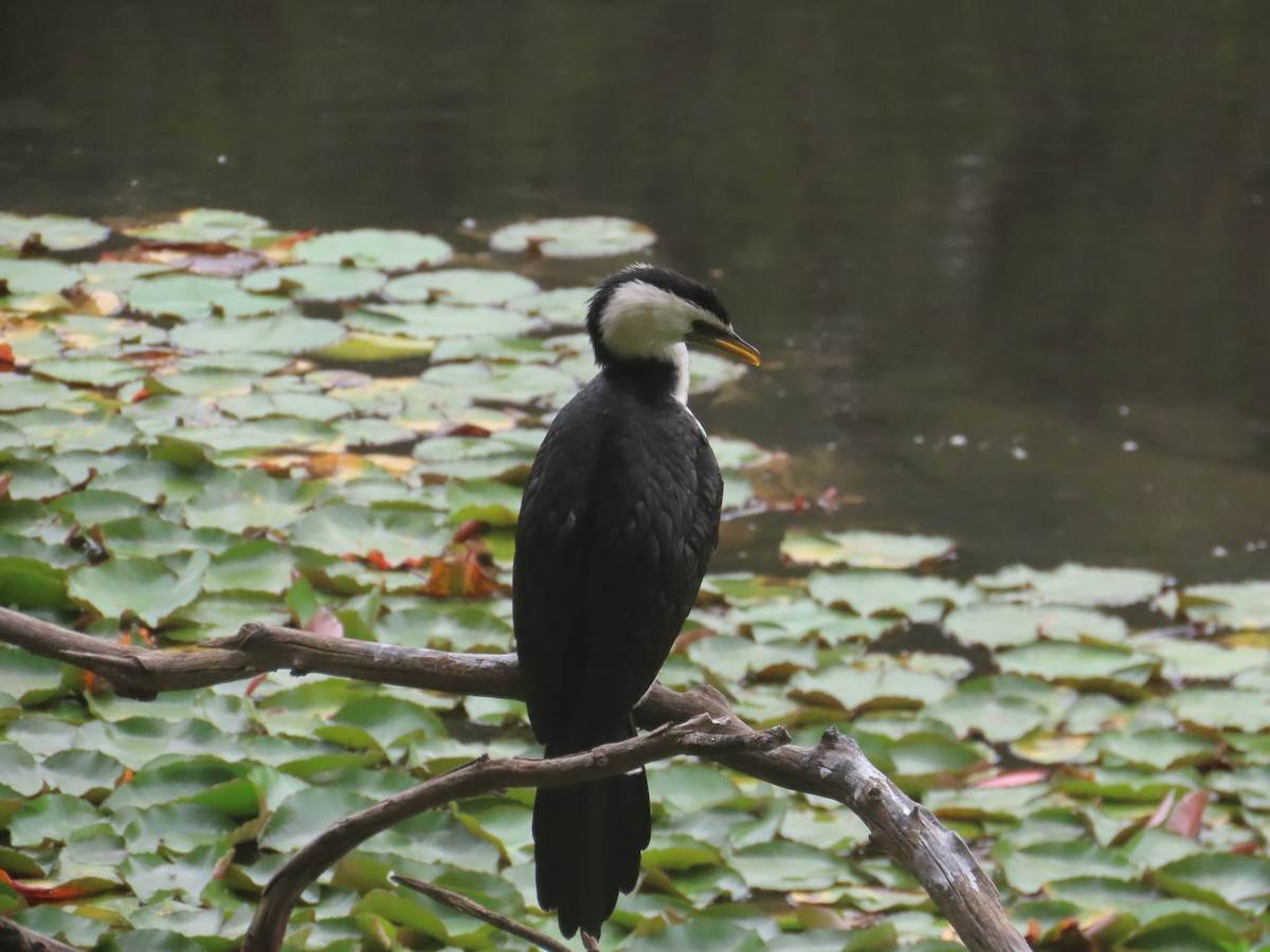 Little Pied Cormorant - ML644105407