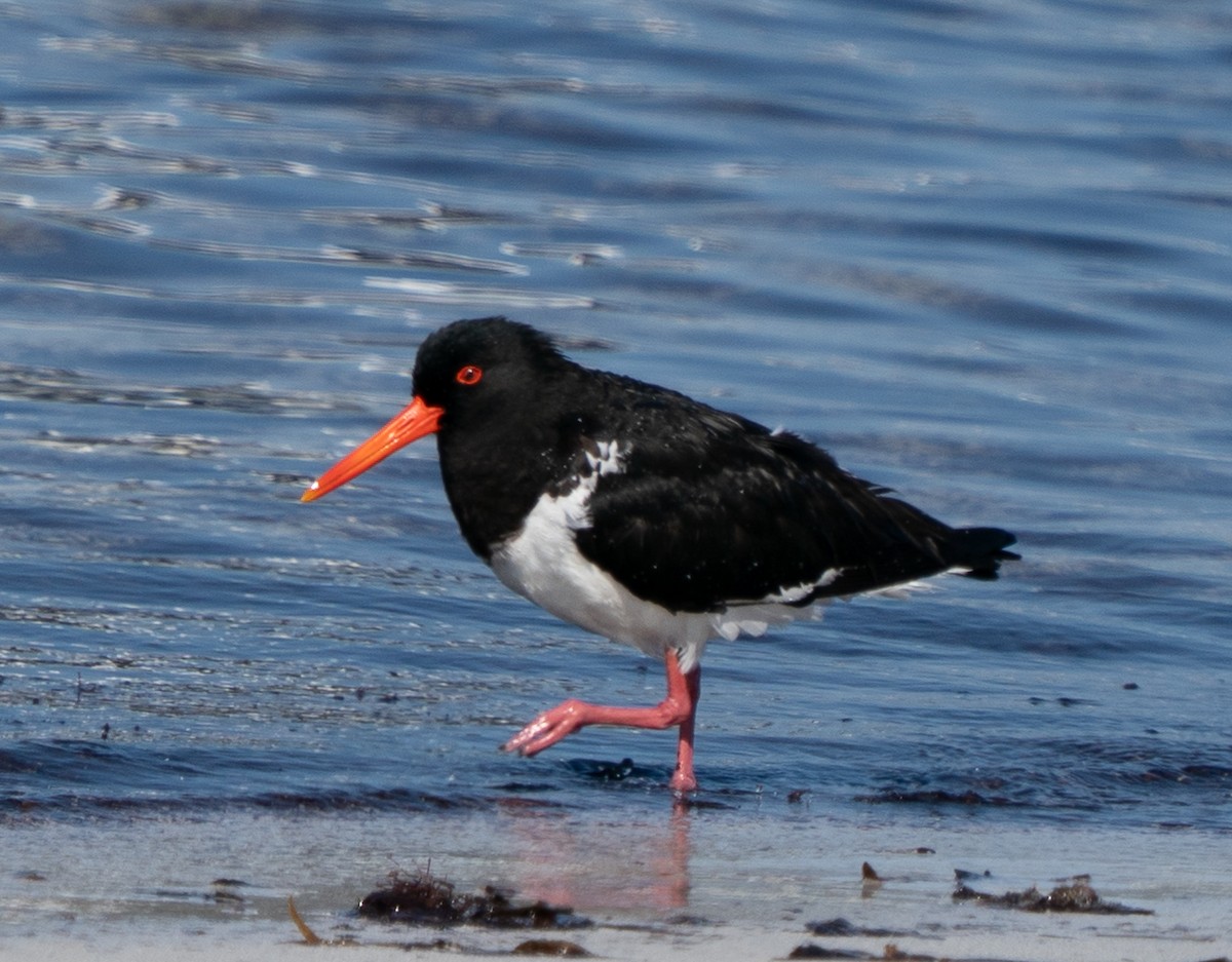 Кулик-сорока довгодзьобий - ML644105414