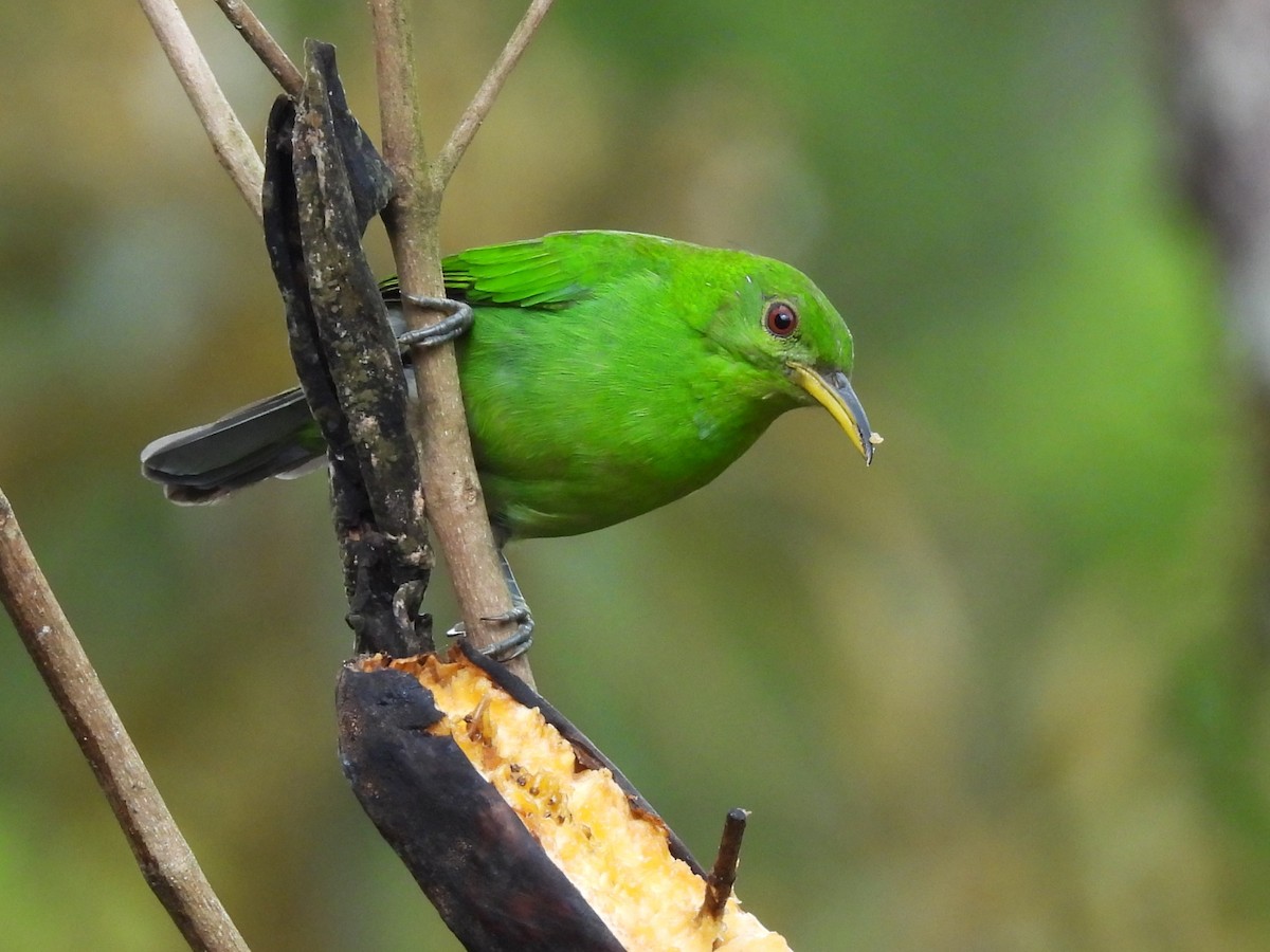 Kappennaschvogel - ML644105419