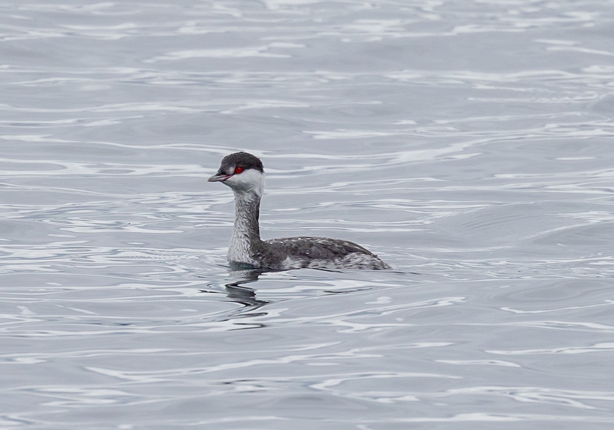 角鸊鷉 - ML644105420