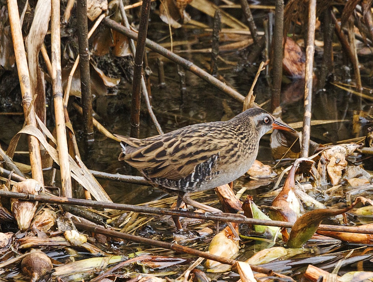 東亞秧雞 - ML644105421