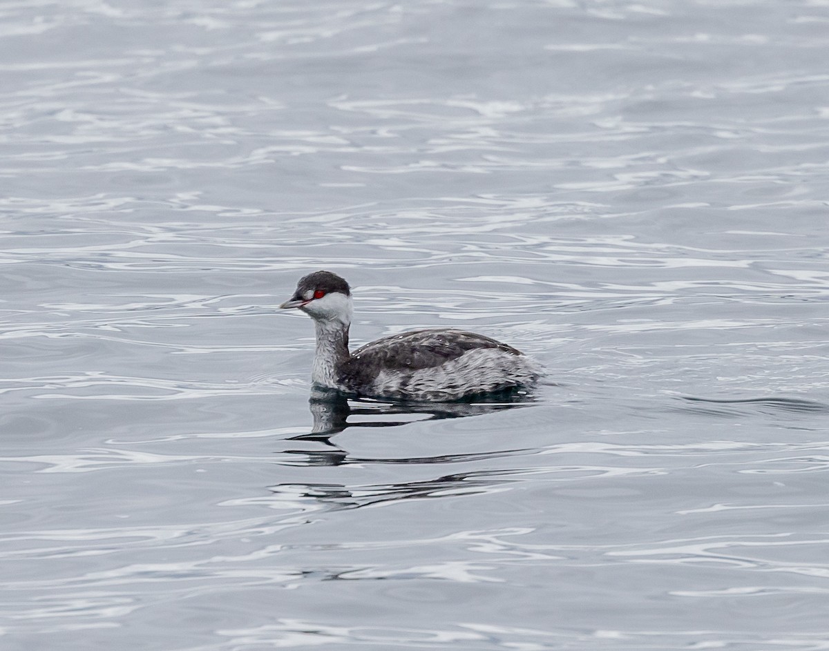 角鸊鷉 - ML644105424