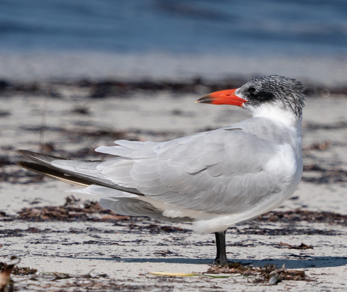 Крячок каспійський - ML644105429