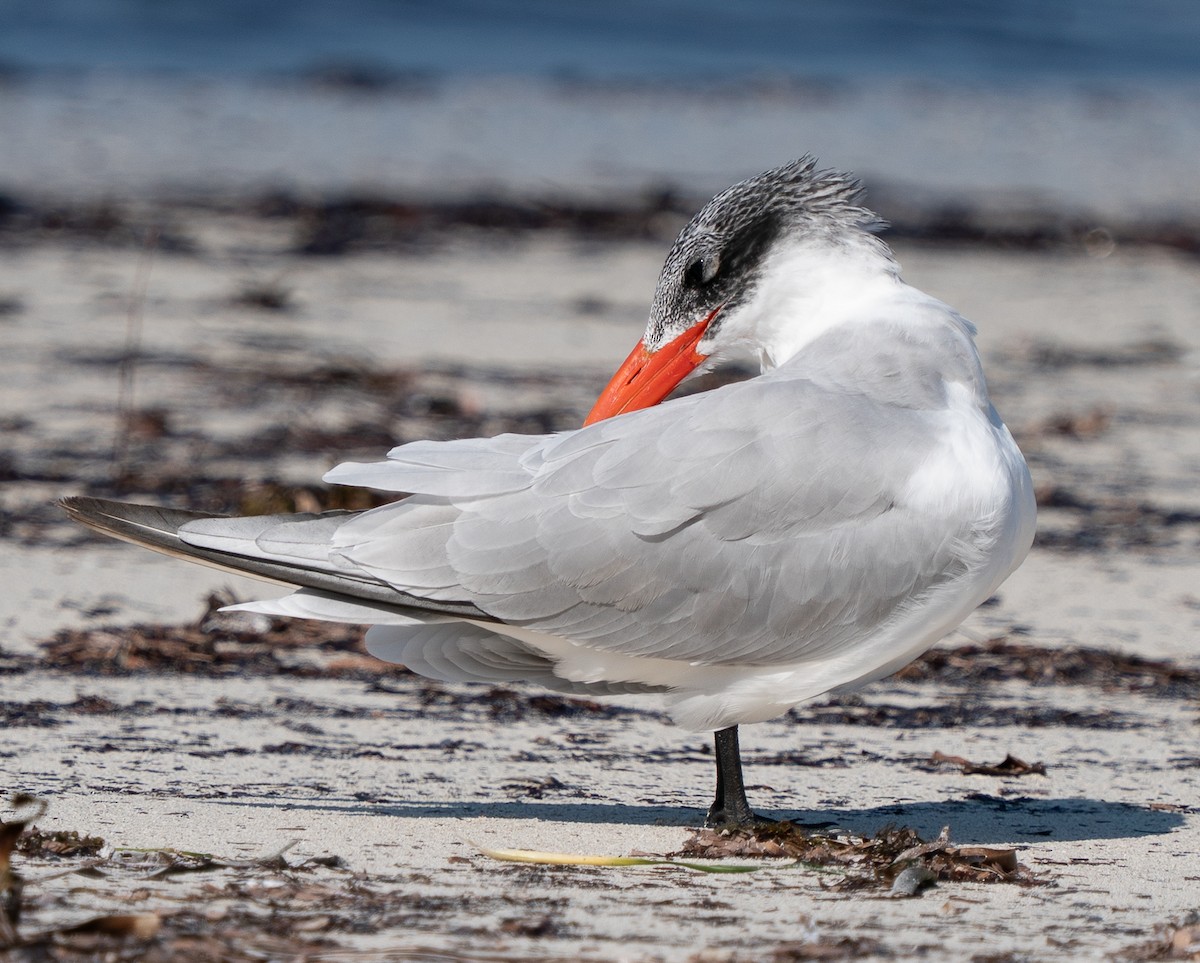 Крячок каспійський - ML644105430