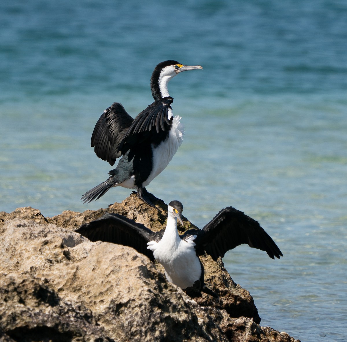 Баклан австралійський - ML644105442