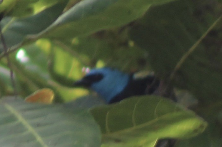 Blue-necked Tanager - ML644105445