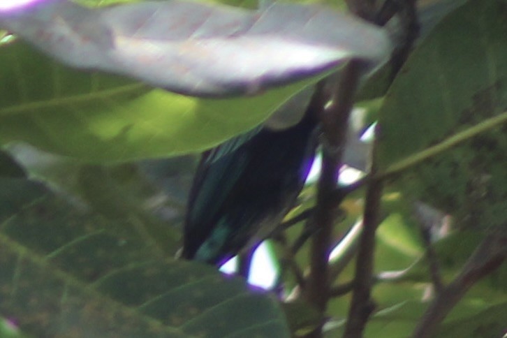Blue-necked Tanager - ML644105446