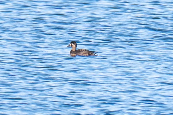 Surf Scoter - ML644105447