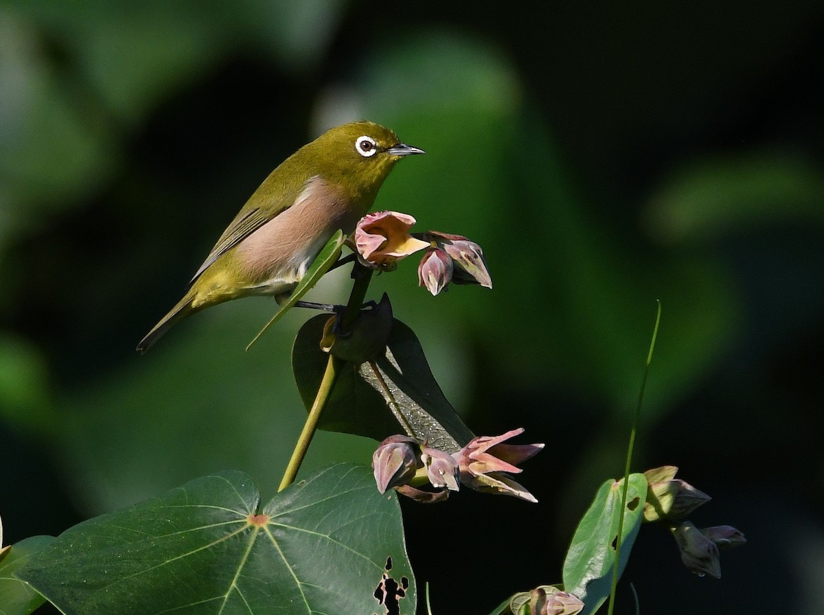 Warbling White-eye - ML644105448