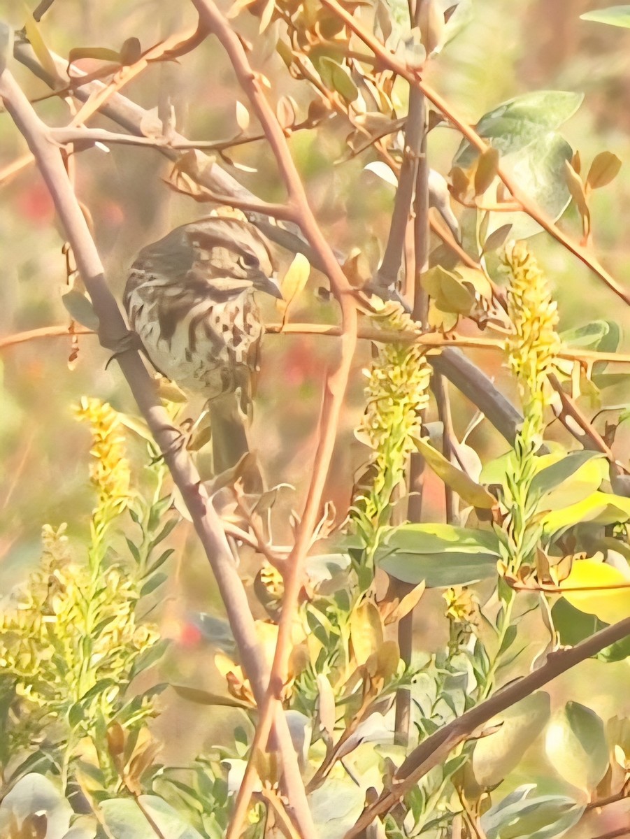 Song Sparrow - ML644105450