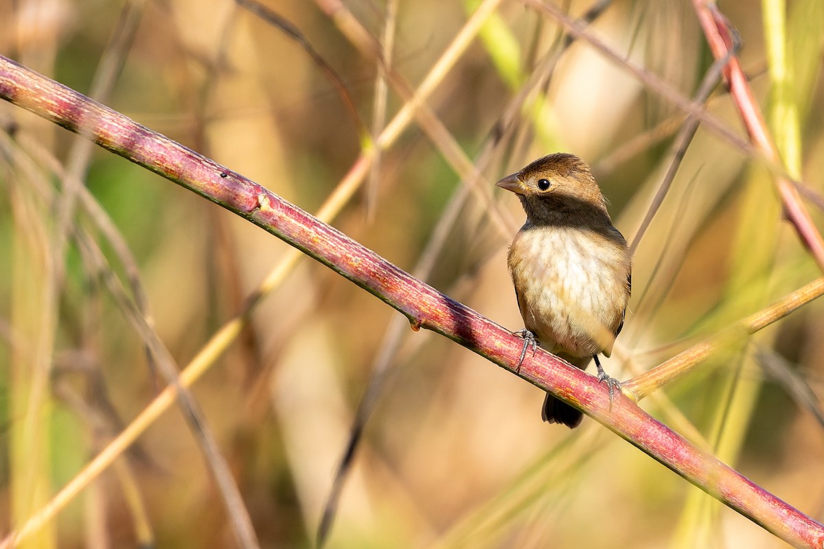 Indigo Bunting - ML644105451