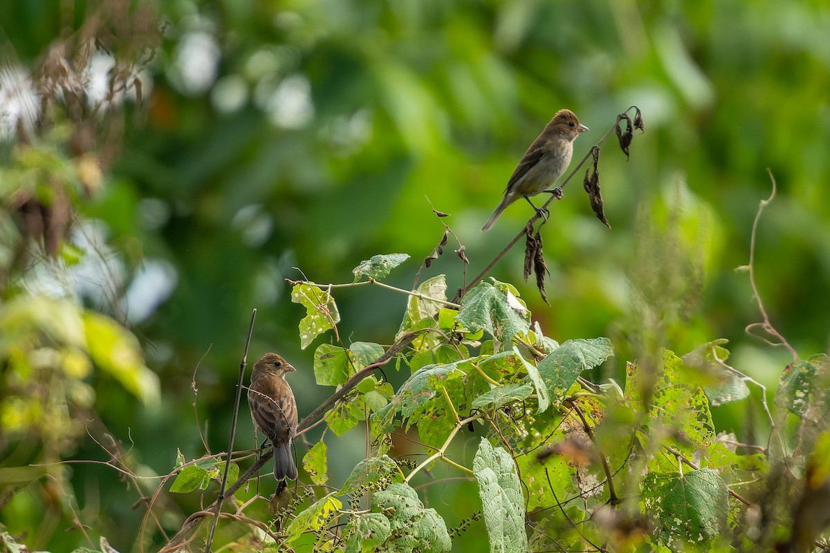 Indigo Bunting - ML644105452