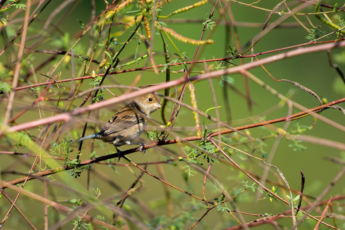 Indigo Bunting - ML644105453