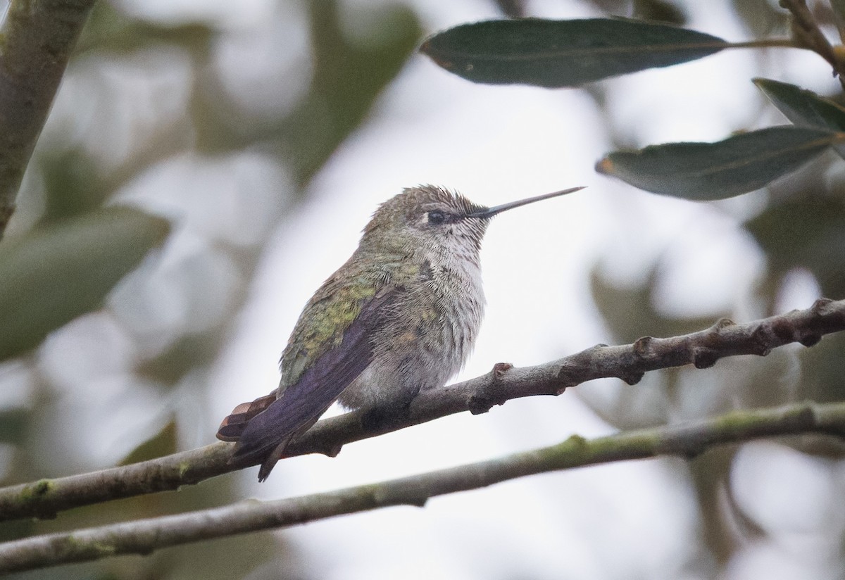 kalypta růžovohlavá - ML644105460