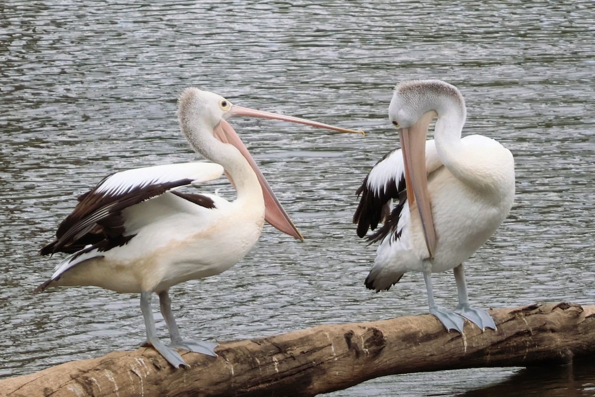 Australian Pelican - ML644105461