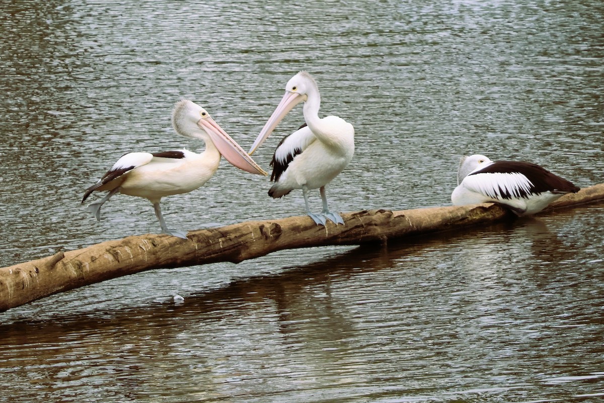 Australian Pelican - ML644105463