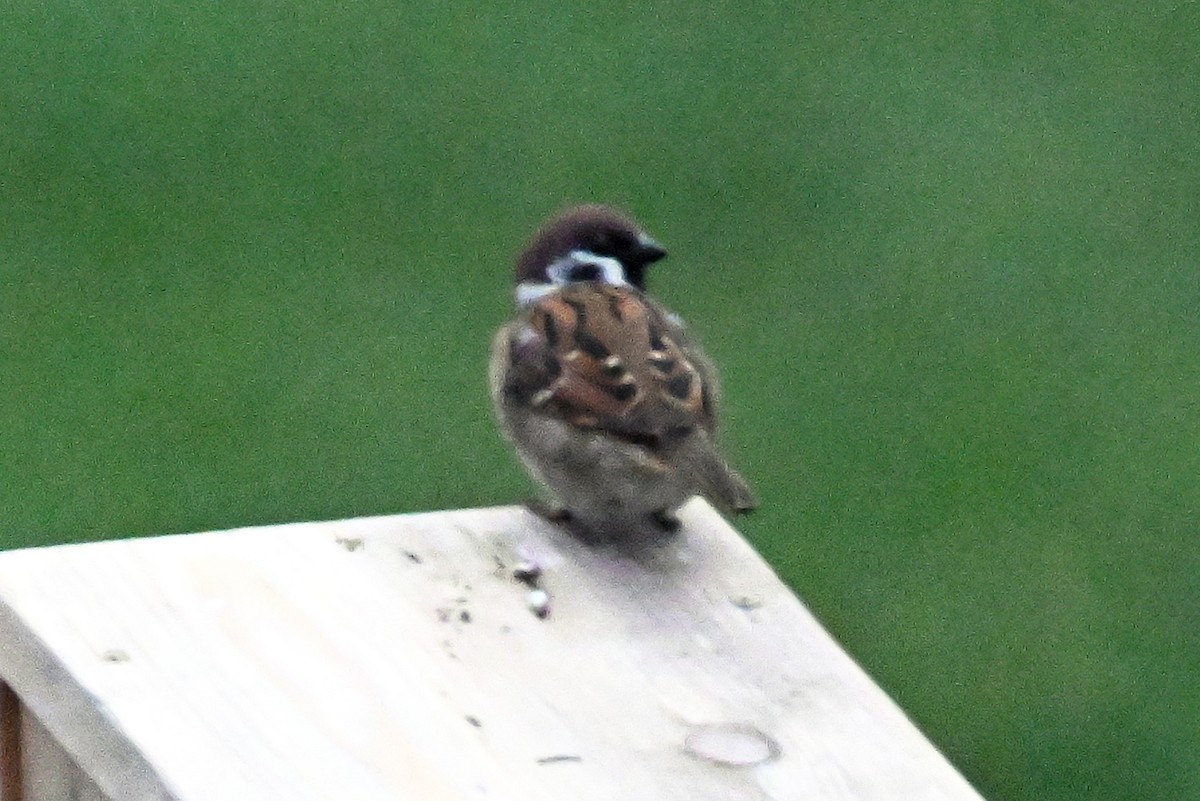 Eurasian Tree Sparrow - ML644105482