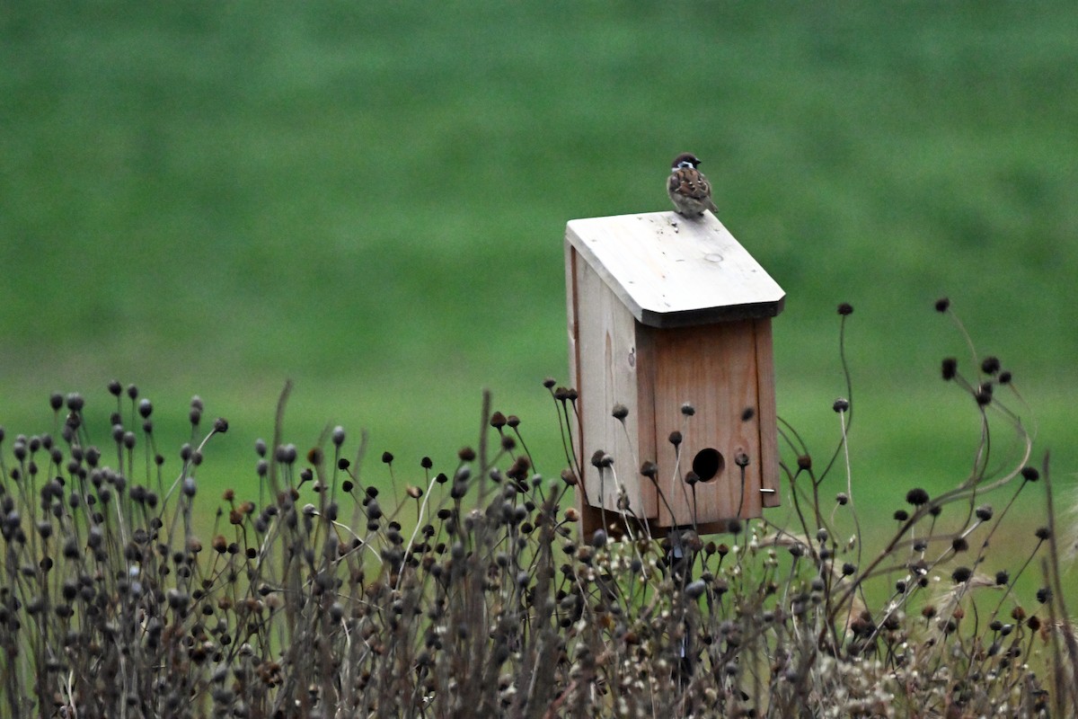 Eurasian Tree Sparrow - ML644105483