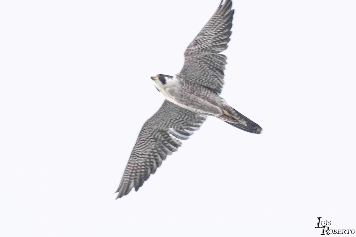 Peregrine Falcon - ML644105484