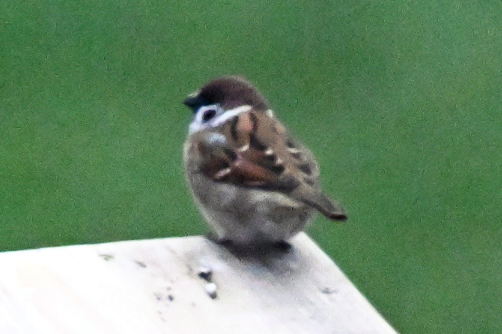 Eurasian Tree Sparrow - ML644105487