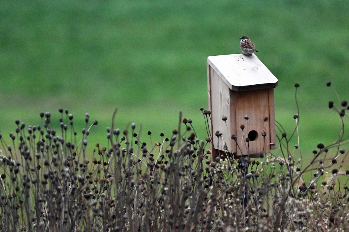 Eurasian Tree Sparrow - ML644105489