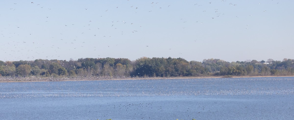 Franklin's Gull - ML644105491