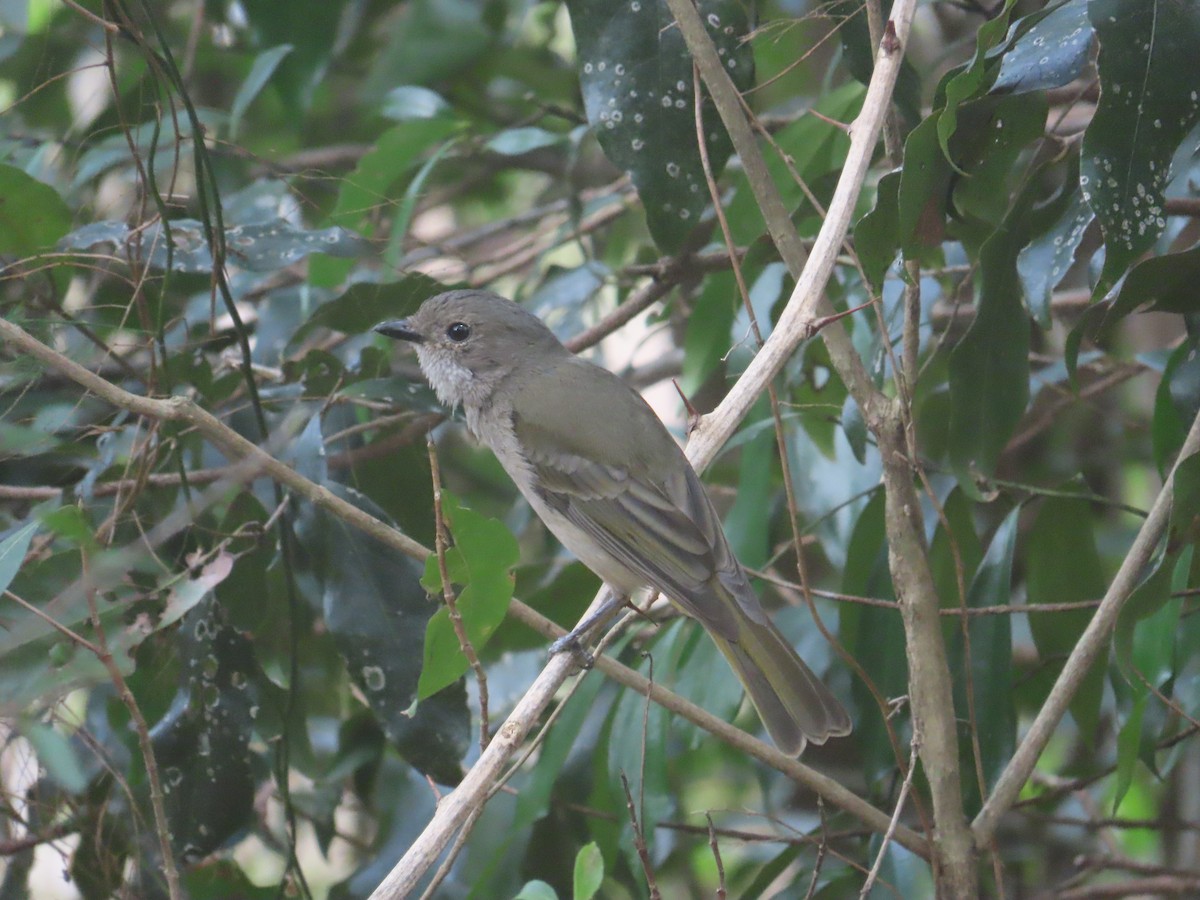 Golden Whistler - ML644105495
