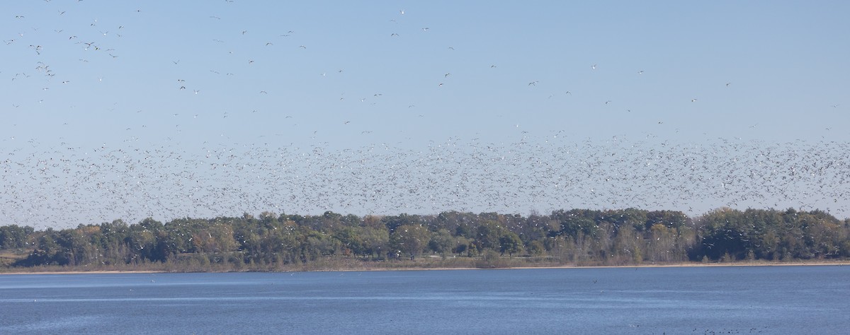 Franklin's Gull - ML644105496