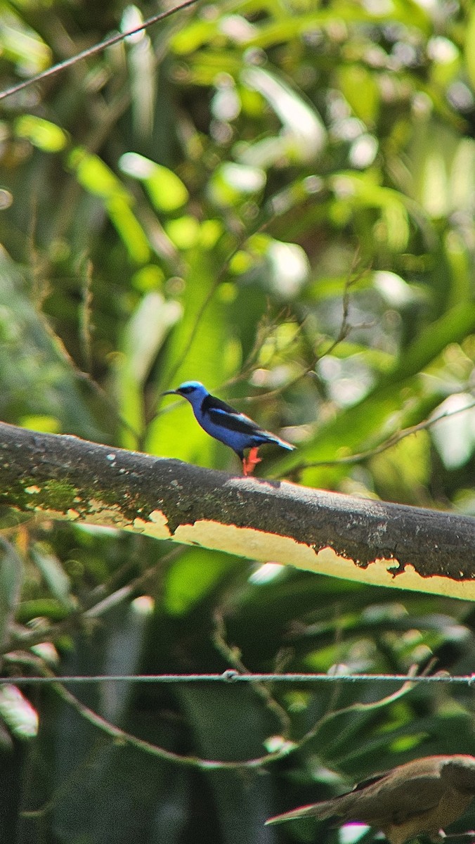 Red-legged Honeycreeper - ML644105499