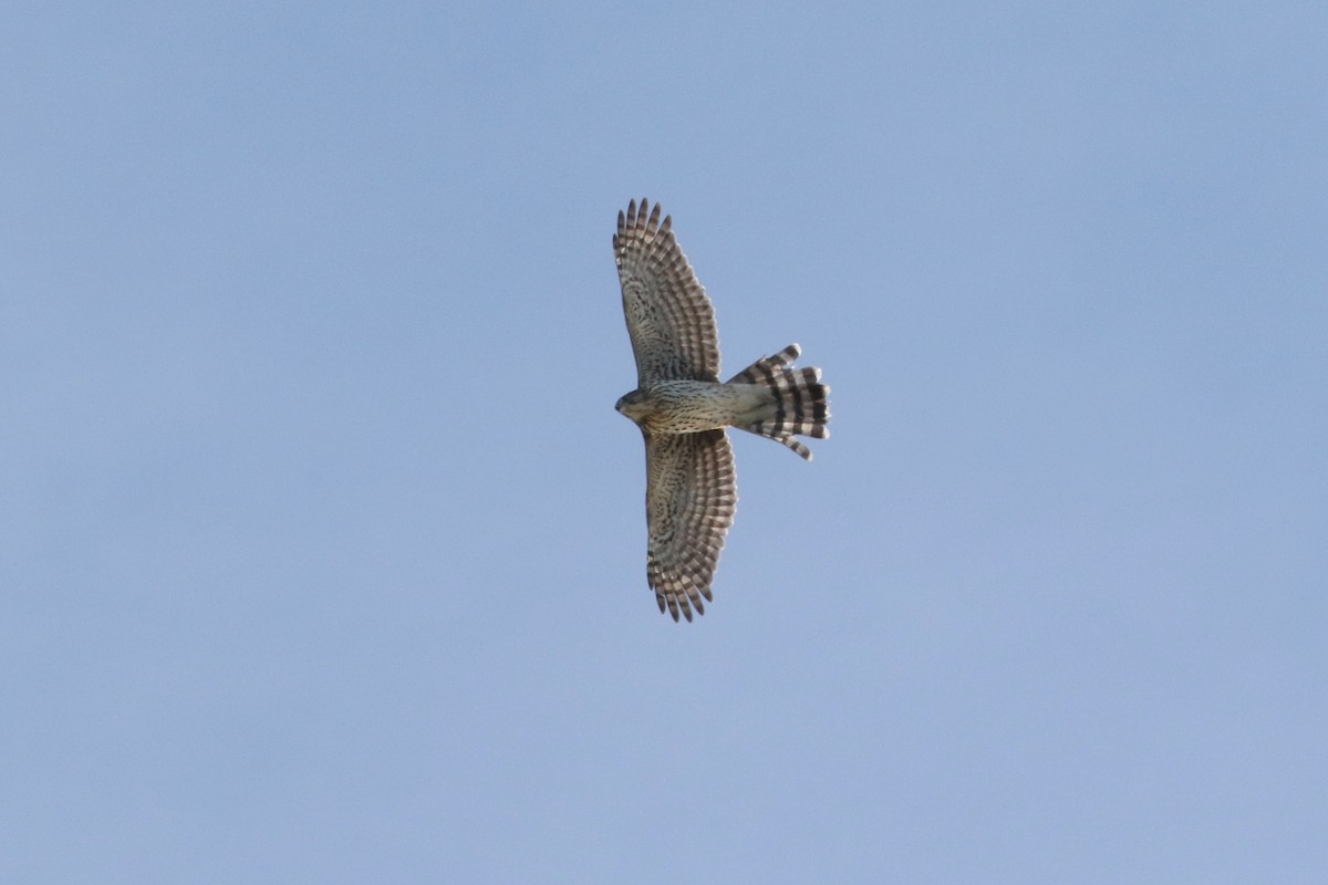 Яструб чорноголовий - ML644105500