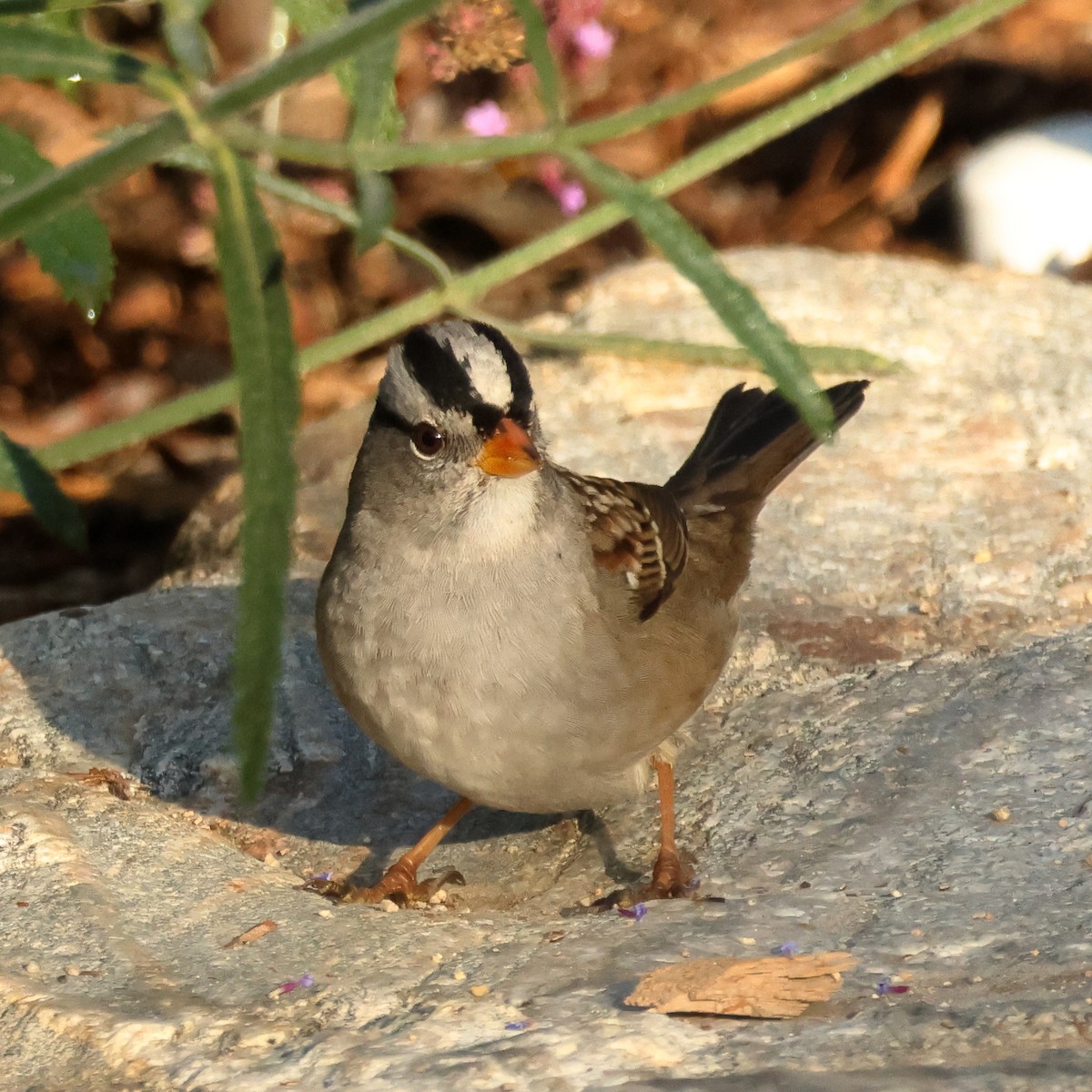 Bruant à couronne blanche (gambelii) - ML644105510