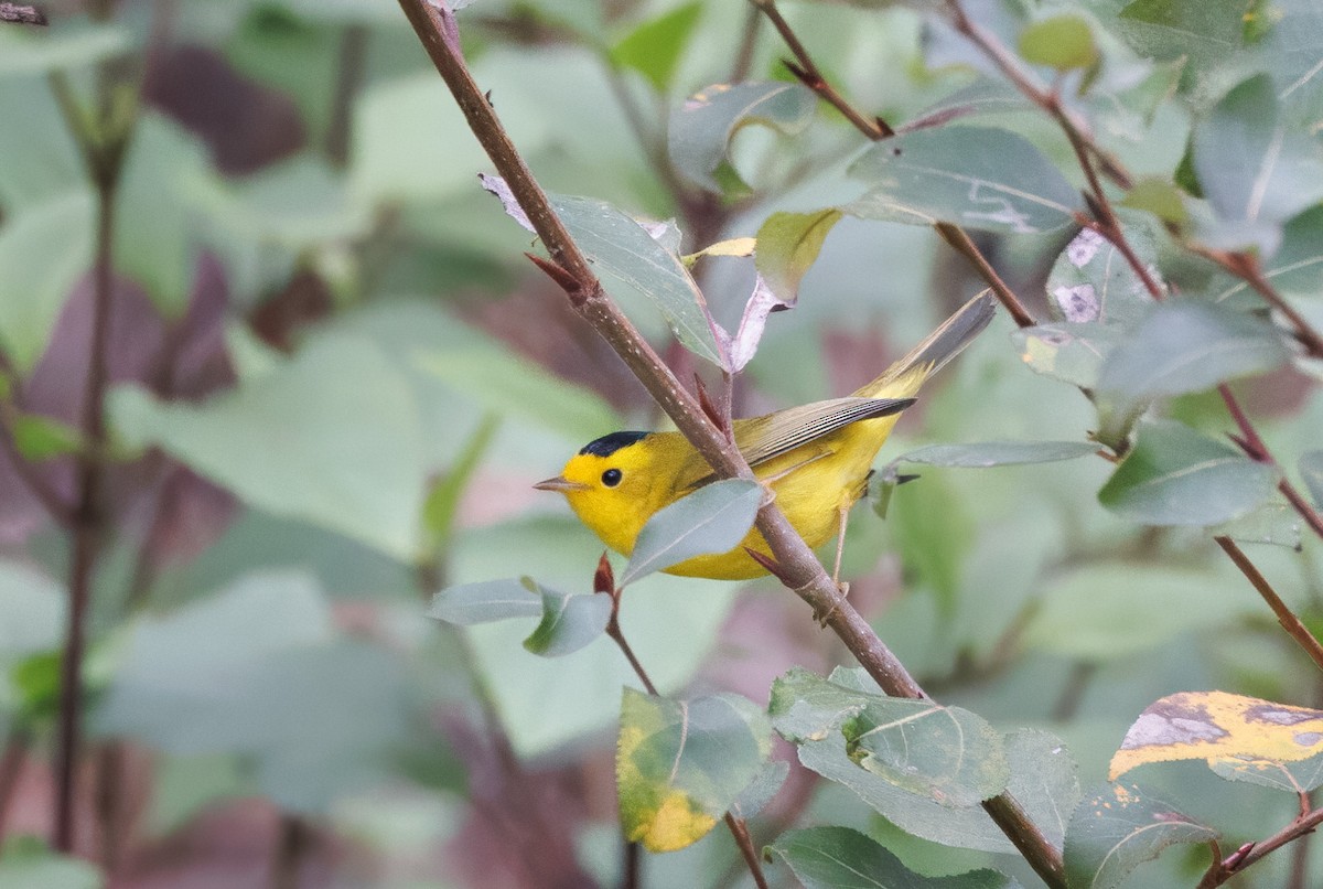 lesňáček čepičatý - ML644105512