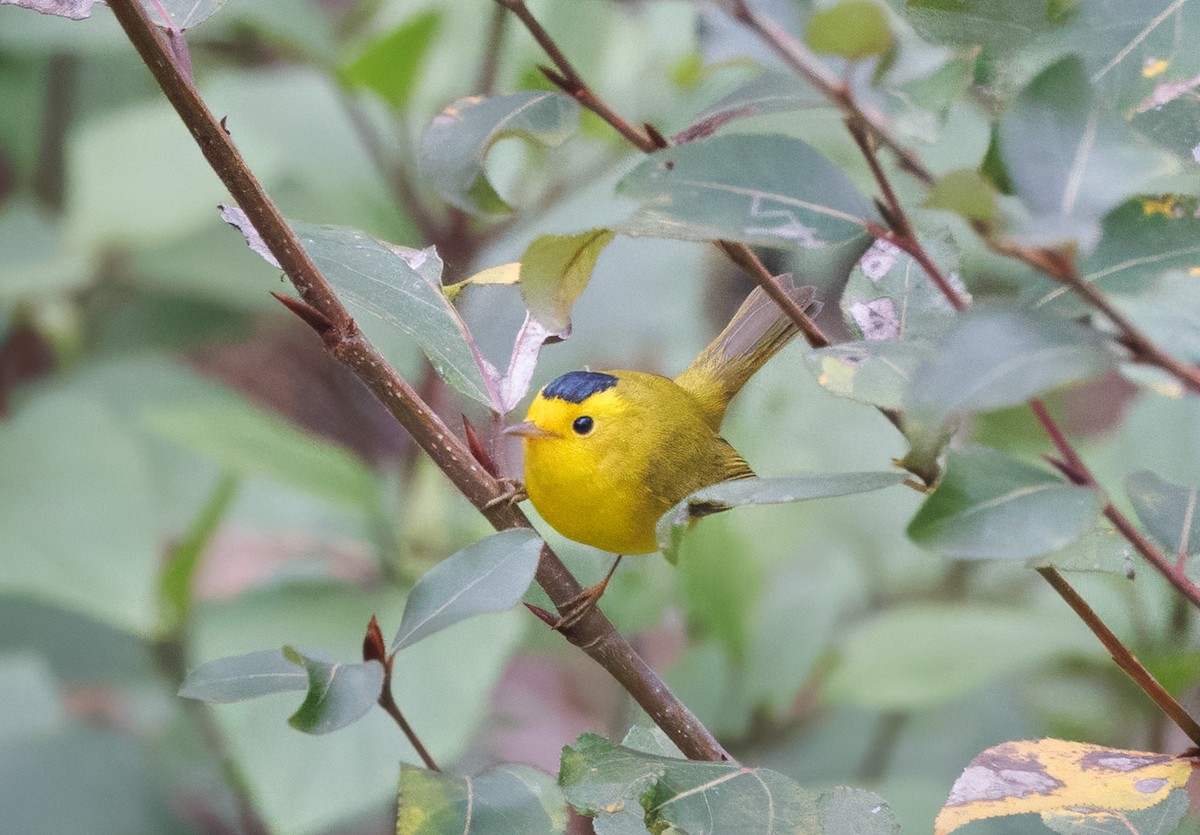 lesňáček čepičatý - ML644105521