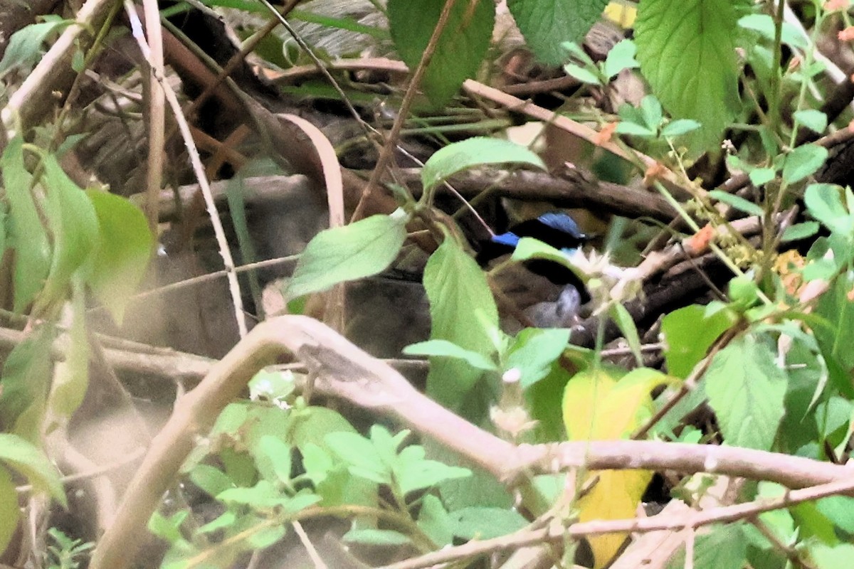 Superb Fairywren - ML644105528