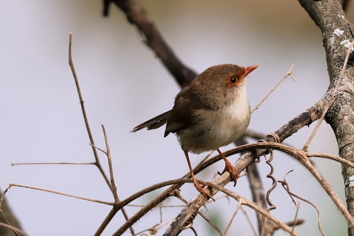 Superb Fairywren - ML644105529