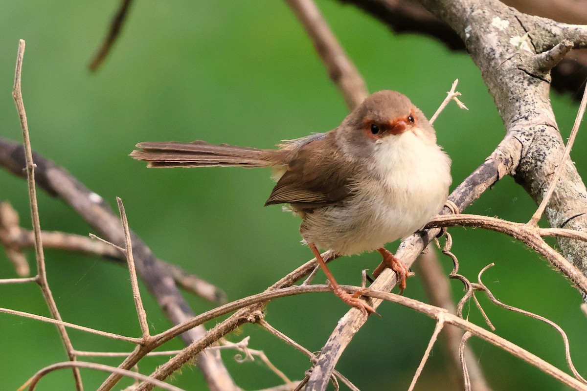 Superb Fairywren - ML644105530