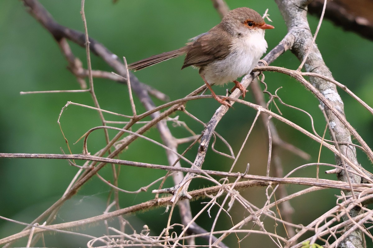 Superb Fairywren - ML644105531