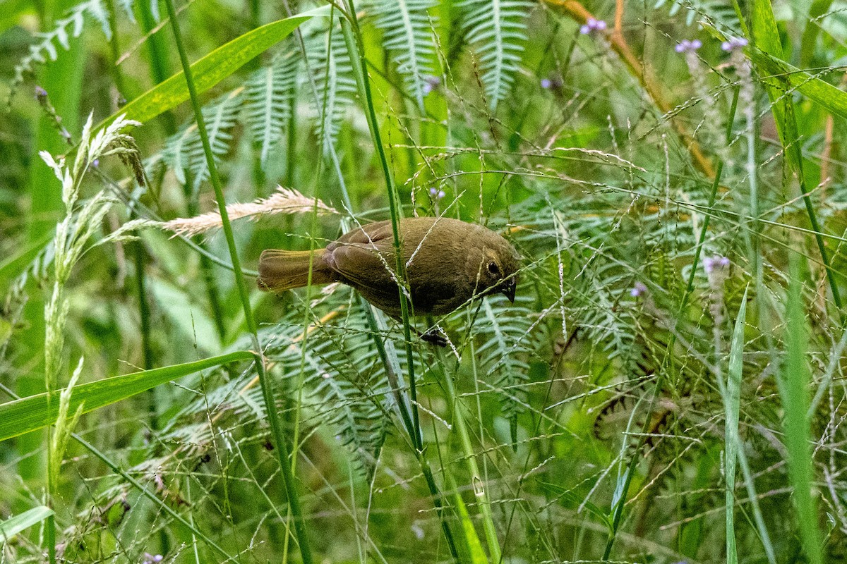 Yellow-faced Grassquit - ML644105547