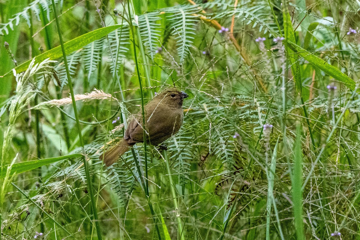 Yellow-faced Grassquit - ML644105548