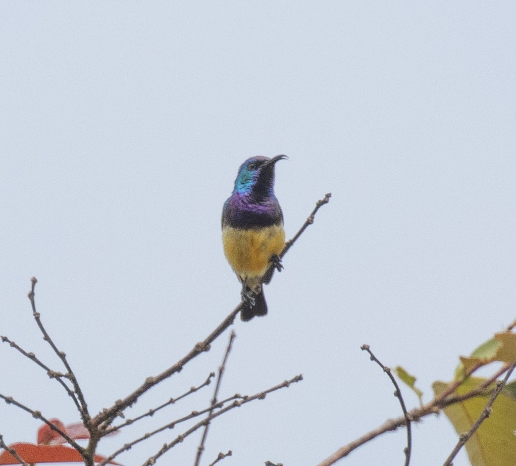 Variable Sunbird - ML644105553